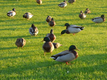 Ducks perching on grassy field