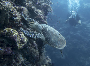 Fish swimming in sea