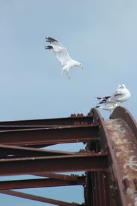 Low angle view of seagull flying against clear sky