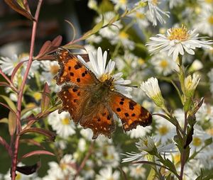 Close-up of butterfly pollinating on flower