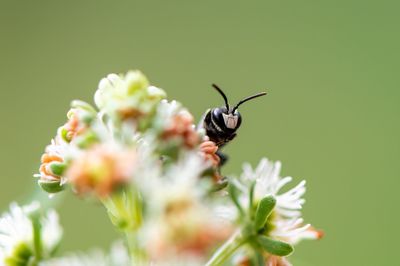 Close-up of insect on flower