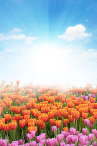 Scenic view of flowering plants on field against sky