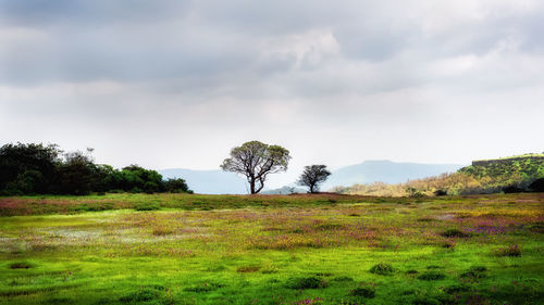 Trees on field against sky