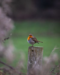 Close-up of a robin bird perching on wooden post