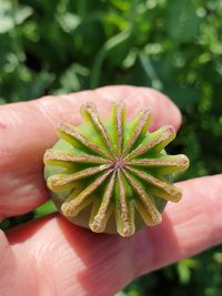 Close-up of hand holding seed capsule