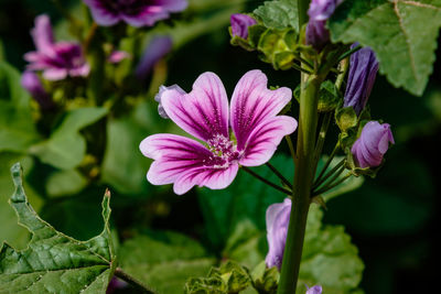 Close-up of purple flowers blooming outdoors