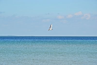 Bird flying over sea against sky