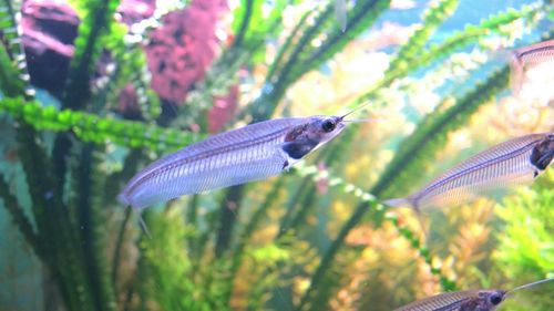 Close-up of fish swimming in water