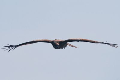 Low angle view of bird flying in sky