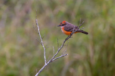 Close-up of bird perching on branch