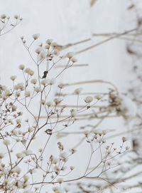 Close-up of white flowering plant