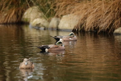 Duck swimming in lake