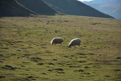 Sheep grazing in a field