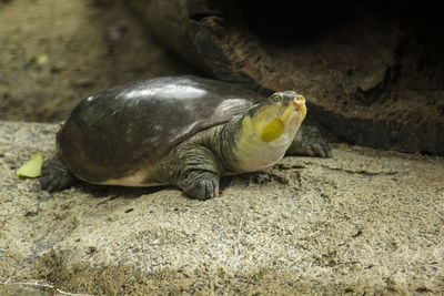 Close-up of lizard on rock