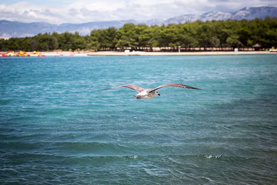 Birds flying over sea against sky