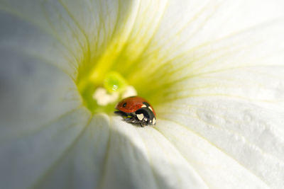 Close-up of insect on flower