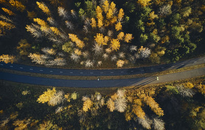 High angle view of trees in forest during autumn