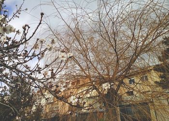 Low angle view of bare trees against sky