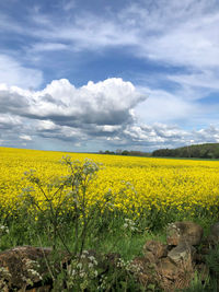 Scenic view of oilseed rape field against cloudy sky