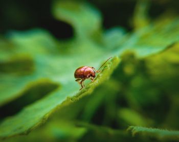 Close-up of insect on leaf