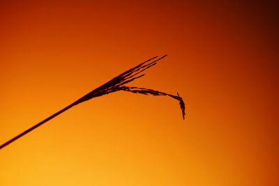 Close-up of silhouette insect against orange sky