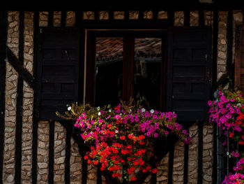 Pink flowering plants on window of building