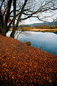 Close-up of tree floating on lake against sky