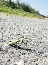 Close-up of caterpillar on a road