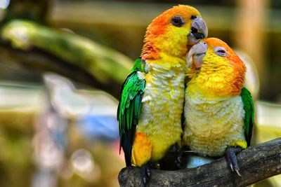Close-up of parrot perching on branch