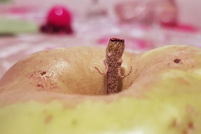 Close-up of snake on finger