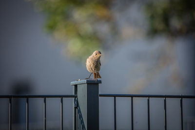 Bird perching on railing