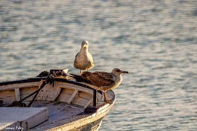 Seagulls perching on a sea