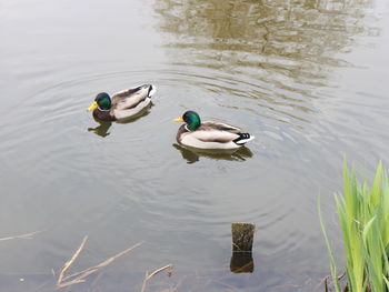 Ducks swimming in a lake