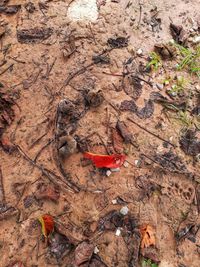 High angle view of dry leaves on field