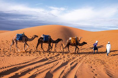 Bedouins in traditional dress leading camels through the sand in desert