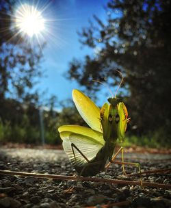 Close-up of plant against blurred background