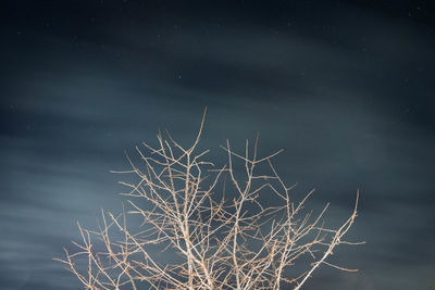 Bare tree by lake against sky at night