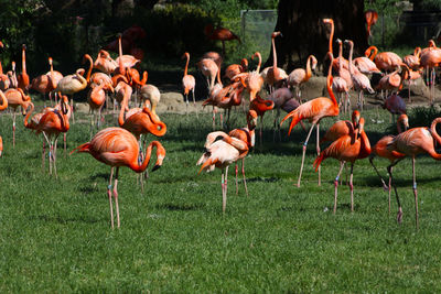 Flock of birds on field