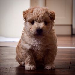 Close-up portrait of puppy