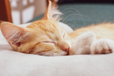 Close-up of cat sleeping