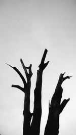 Low angle view of silhouette bare tree against sky