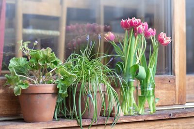 Potted and bouquet of tulips in vase in front of a bay window on wooden terrace