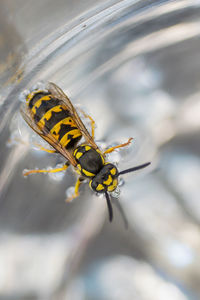 Close-up of insect