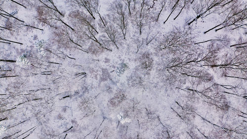 Full frame shot of bare tree during winter