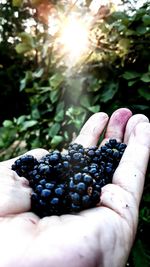 Close-up of hand holding fruit