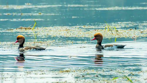 Two ducks swimming in lake