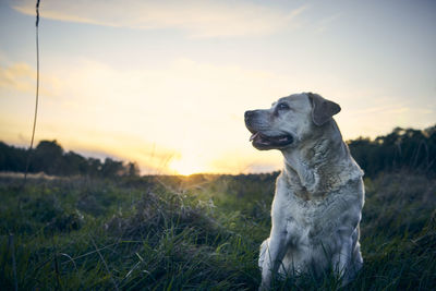 Dog looking away on field during sunset