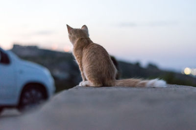 Cat sitting on a car