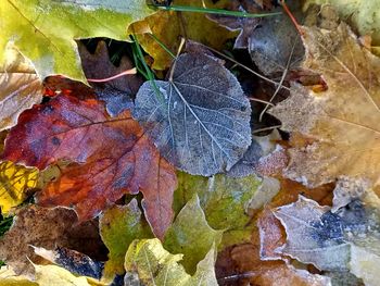 High angle view of dry maple leaves