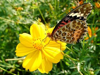 Butterfly on yellow flower